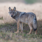 Ein Wolf in Niedersachsen