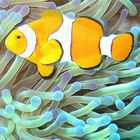 Wie wirkt sich der Klimawandel auf das Ökosystem Meer aus? Fisch im Korallenriff