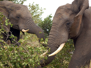 Afrikas Riesen sind bedroht