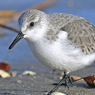 Das Wattenmeer bietet Lebensraum für rund 10.000 Tier- und Pflanzenarten. Sanderling im Watt