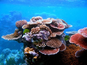 Algen verleihen Korallen ihre Farben