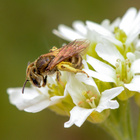 Eine Biene sitzt auf einer weißen Blüte.