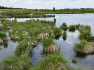 Renaturierte Moorlandschaft