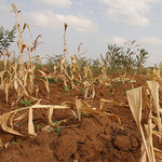 Ein MAisfeld mit getrockneten Maispflanzen