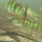 Wenn Fische Mikroplastik zu sich nehmen, gelangt es auch in die Nahrungskette. Süßwasserfische