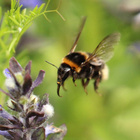 Eine Hummel fliegt an eine Blüte heran.