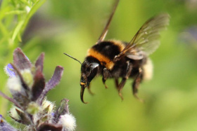 Eine Hummel fliegt an eine Blüte heran.