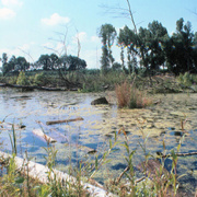 Aufnahme eines Auengebiets mit Pflanzen im Wasser und Bäumen im Hintergrund.