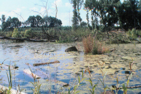 Aufnahme eines Auengebiets mit Pflanzen im Wasser und Bäumen im Hintergrund.