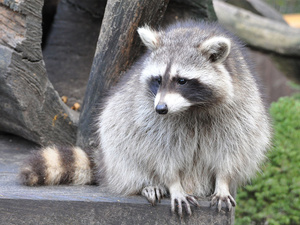 Waschbär (Procyon lotor)