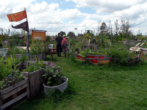 Schrebergärten und Urban Gardening