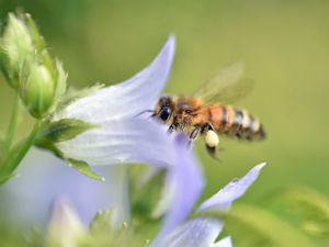 1_BS_TdM_05_Bienen