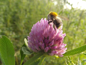 Wie viele Bienenarten gibt es?