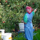 Frau bei der Ernte Frau bei der Ernte