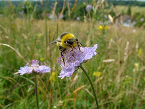 Was Bienen, Hummeln und Schmetterlinge zum Leben brauchen