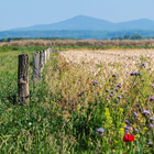 Agrarlandschaft: abwechslungsreiche Felder Grüne Wiese mit Blühstreifen