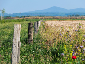 Agrarlandschaft: abwechslungsreiche Felder