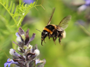 2_BS_TdM_05_Bienen