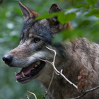 Die Menschen haben seit jeher Respekt vor dem Raubtier Wolf. Nahaufnahme eines Wolfes