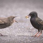 Vogel frisst Insekt