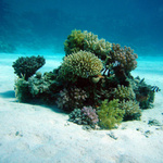 Unterwasseraufnahme einer Koralle. 