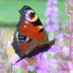 Schmetterling auf Blume