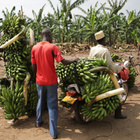 Zwei Arbeiter auf einer Bananenplantage