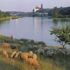 Blick auf die Elbe. Im Vordergrund eine Schafherde am Flussufer, in der Mitte der Fluss, im Bildhintergrund eine Burg am anderen Flussufer