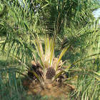 Große Teile der entwaldeten Flächen werden für die Palmöl-Wirtschaft genutzt. Somit trägt die Produktion von Palmöl entscheidend zum Artensterben bei. Palmpflanze