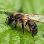 Eine Wildbienen sitzt auf einem Blatt.