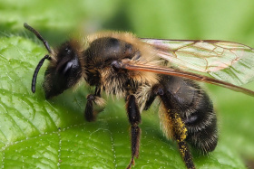 Eine Wildbienen sitzt auf einem Blatt.