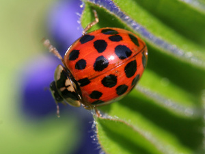 Asiatischer Marienkäfer (Harmonia axyridis)