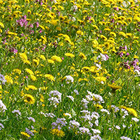 Je größer die Vielfalt der Blüten, desto besser für die Bienen. Blütenwiese