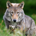 Ein Wolf im schottischen Highland Wildlife Park. Wolf im schottischen Wildpark