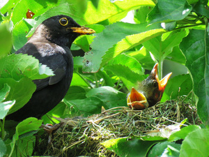 Amsel