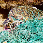 Schildkröte am Strand, die sich in einem Netz verfangen hat