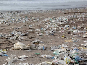 Was passiert, wenn Plastikmüll im Meer landet? (1)