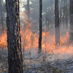 Foto eines Waldbrandes: Brennende Bäume und Äste.