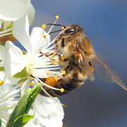 Eine Biene auf einer Apfelblüte
