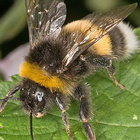 Hummeln wie die Erdhummel erwachen ähnlich wie Bienen meist im Februar oder März aus der Winterstarre. Sie ernähren sich u.a. von Pollen und dem Nektar der Blüten. Erdhummel