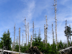 Luftverschmutzung: Waldsterben im Harz 