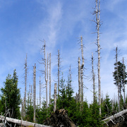 Geschädigte Bäume im Nationalpark Harz