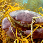 Vor allem herrenlos im Meer treibende Netze können Tieren gefährlich werden. Krebs der sich in Fischernetz verfangen hat