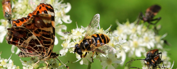 Schmetterling, Biene und andere Käfer sitzen auf weißen Blumen.