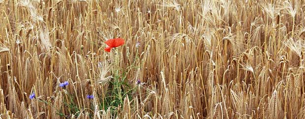 Mohnblume im Feld