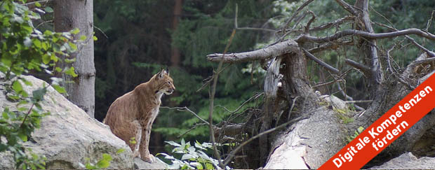 Luchs im Wald