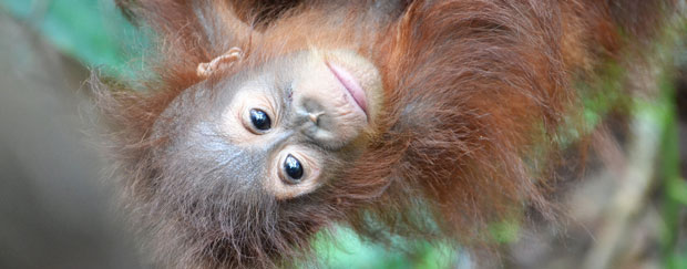 Orang-Utan hängt im Baum