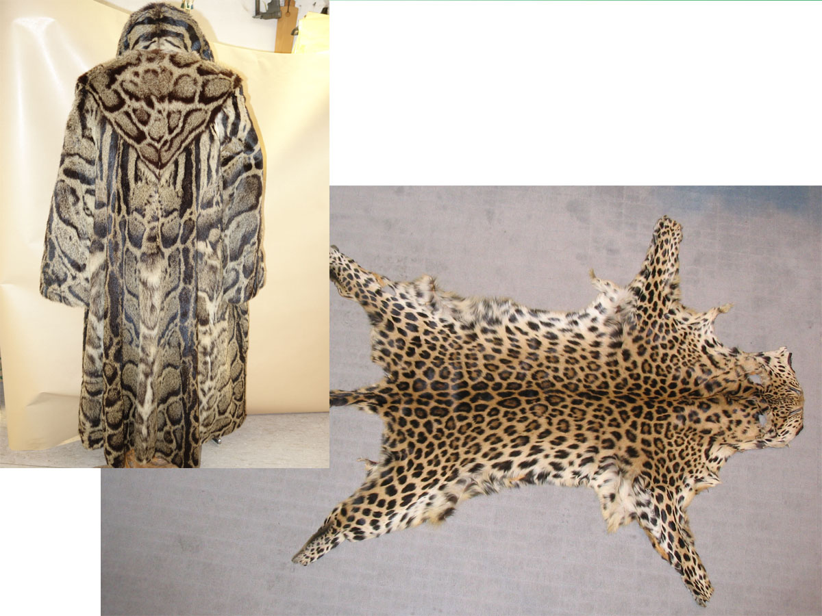 Ein Mantel aus Leopardenfell und ein abgezogenes Leopardenfell