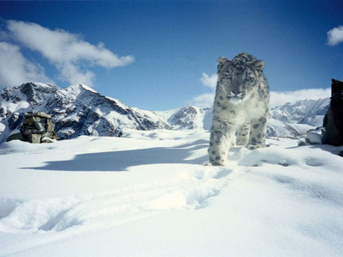 Ein Schneeleopard im Winter im Gebirge