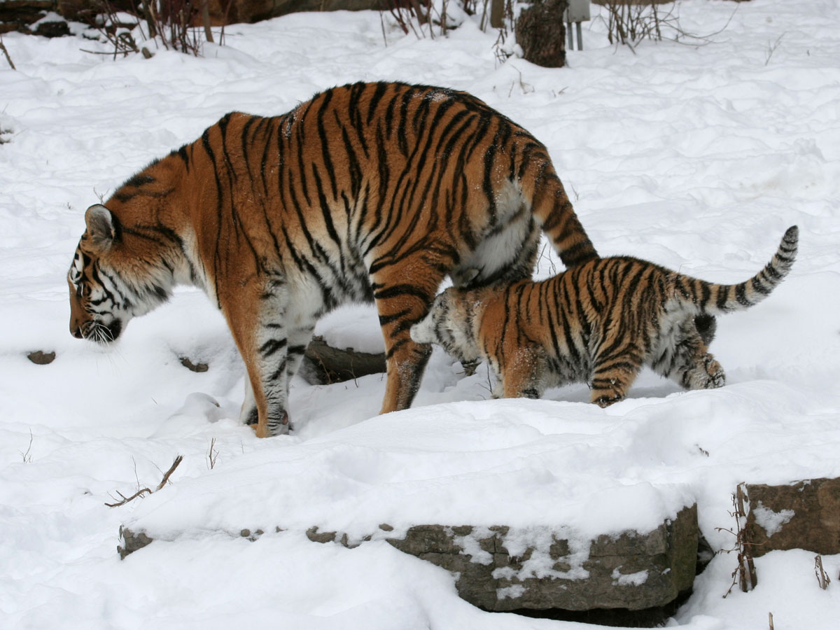 Ein Tiger mit seinem Jungen